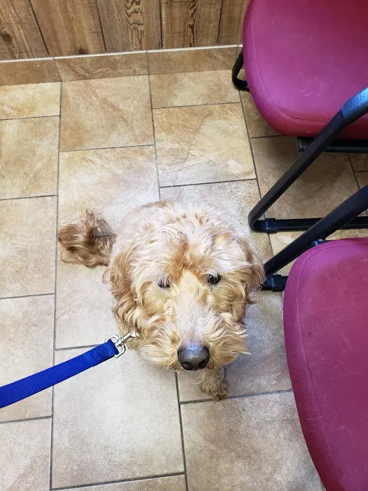 Community Veterinary Clinic 12