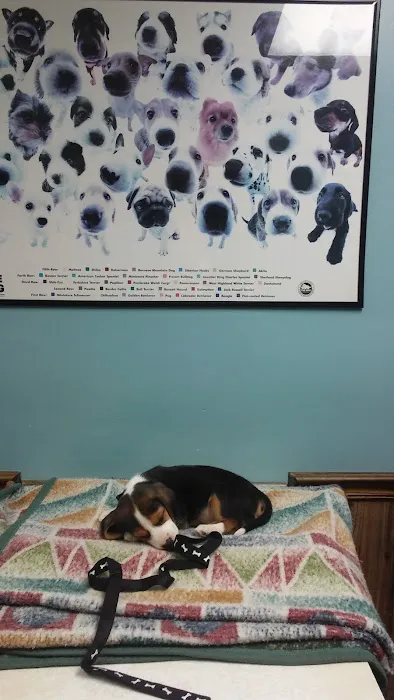 Community Veterinary Clinic 12