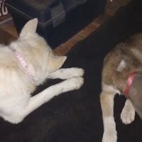 VIP Petcare Vaccination Clinic ico