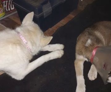 VIP Petcare Vaccination Clinic
