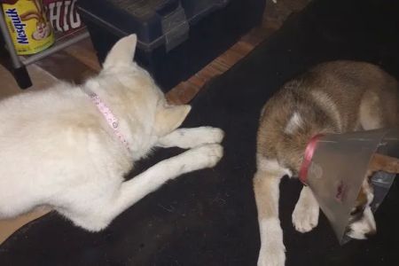VIP Petcare Vaccination Clinic