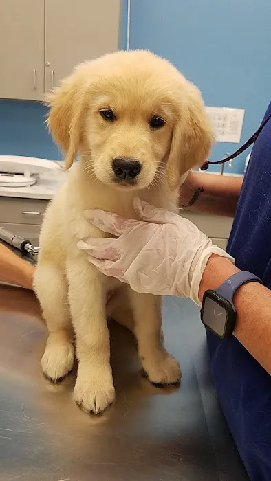 VIP Petcare Vaccination Clinic 12