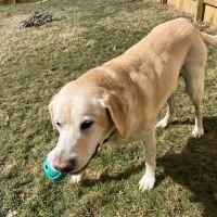 MedVet Columbus ico