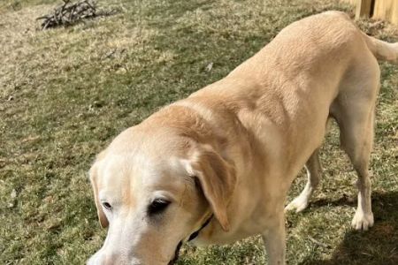 MedVet Columbus