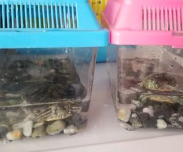 Pet Shop JC Gomez