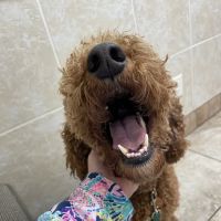 Community Veterinary Clinic ico
