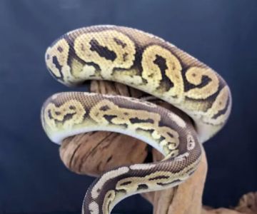 Allan's Pet Center - East LA