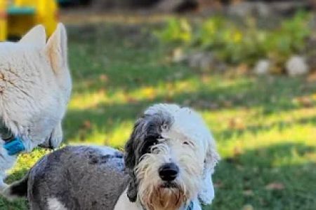 Rascal Unit