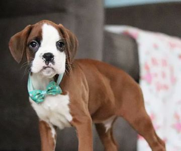 Boxer Puppy Spot