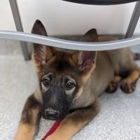 Oak Creek Veterinary Hospital ico
