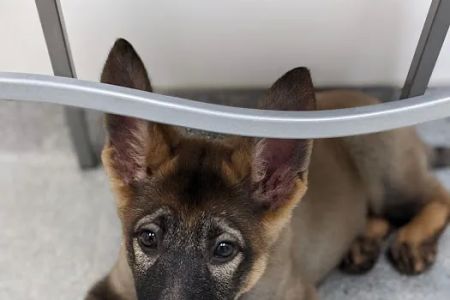 Oak Creek Veterinary Hospital