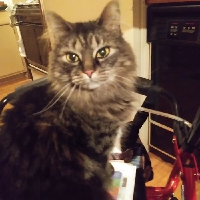 Oak Creek Veterinary Hospital 12