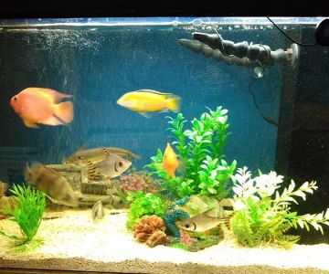 Atlantic Aquarium