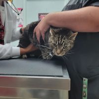 Red Maples Veterinary Clinic ico