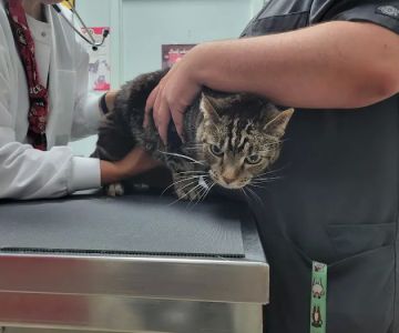 Red Maples Veterinary Clinic