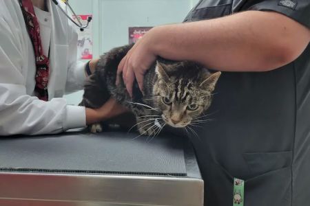 Red Maples Veterinary Clinic