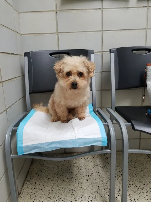 Red Maples Veterinary Clinic 12