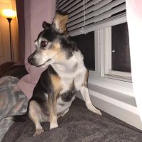 SOS of Ohio ico