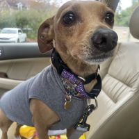 Whitehall Animal Hospital Inc ico