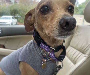 Whitehall Animal Hospital Inc
