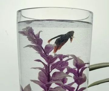 Petco