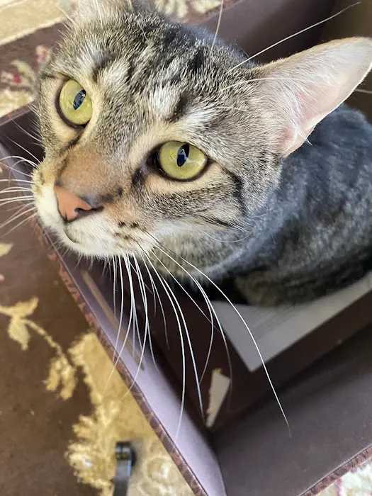 Town & Country Animal Clinic 12
