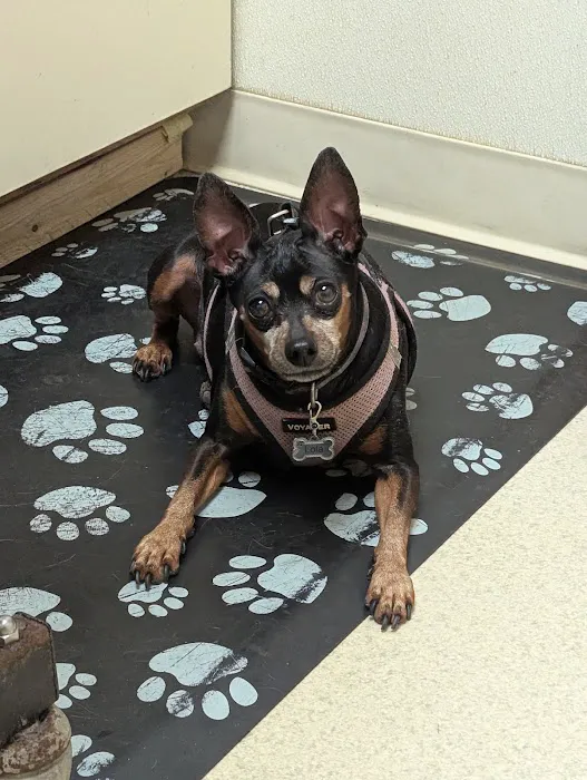 Town & Country Animal Clinic 12