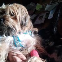 Town & Country Animal Clinic ico