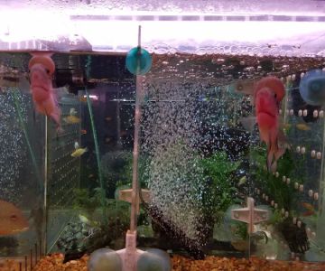 Rosemead Aquarium