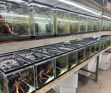 Billyboi Aquatics