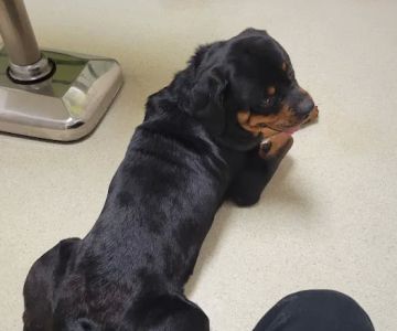 Hamilton Road Animal Hospital