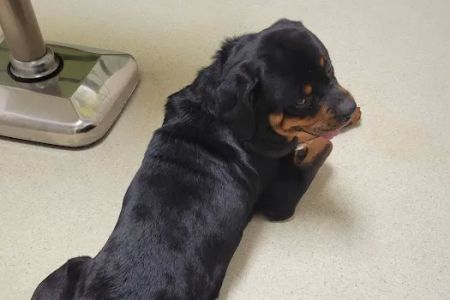Hamilton Road Animal Hospital
