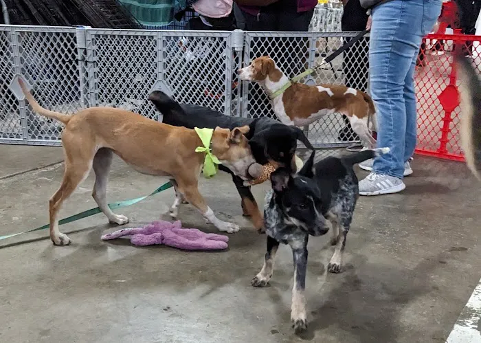 Columbus Dog Connection 12