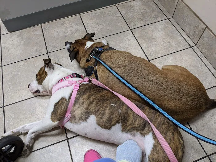 Gahanna Animal Hospital 12