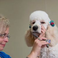 Gahanna Animal Hospital ico