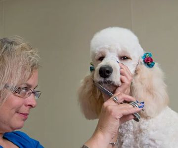 Gahanna Animal Hospital