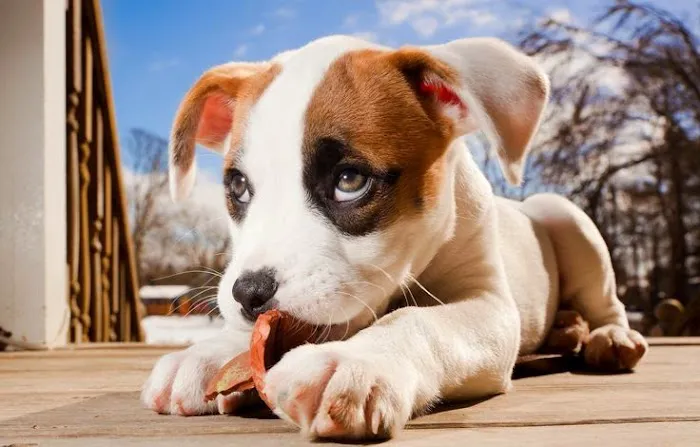 Gahanna Animal Hospital 12