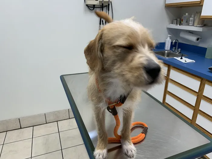 Easton Animal Hospital 12