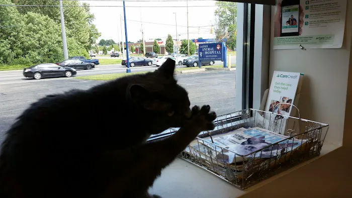 Easton Animal Hospital 12
