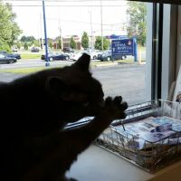 Easton Animal Hospital ico