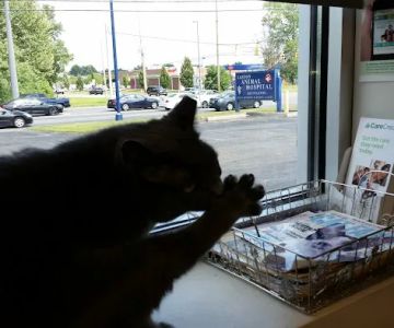 Easton Animal Hospital