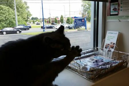 Easton Animal Hospital