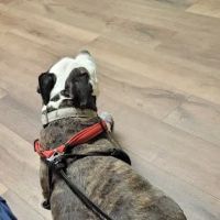 Vet Clinic East ico