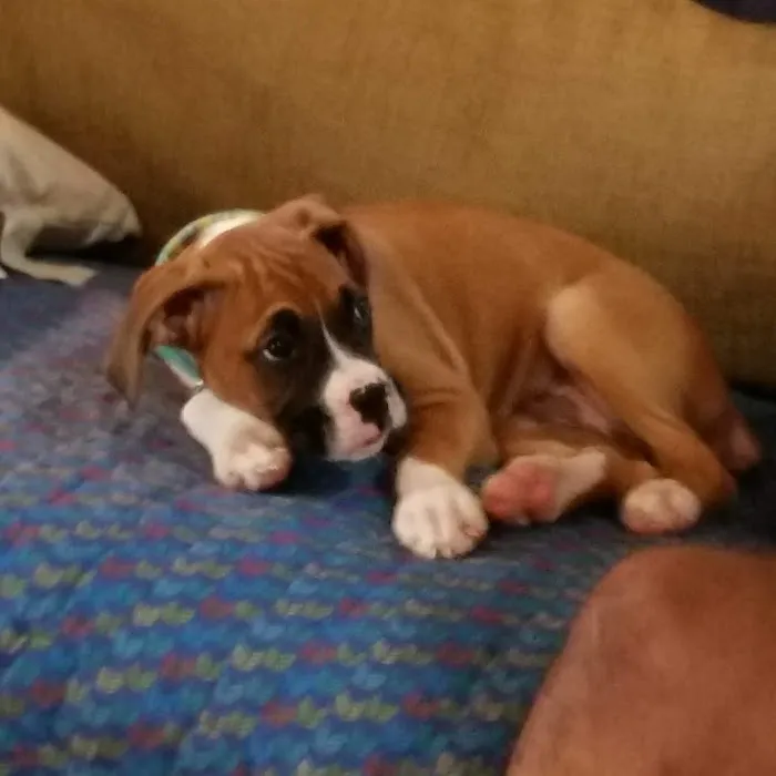 Obetz Animal Hospital: Gatens, John DVM 12