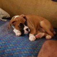 Obetz Animal Hospital: Gatens, John DVM ico