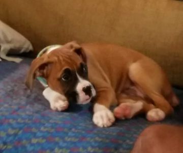 Obetz Animal Hospital: Gatens, John DVM