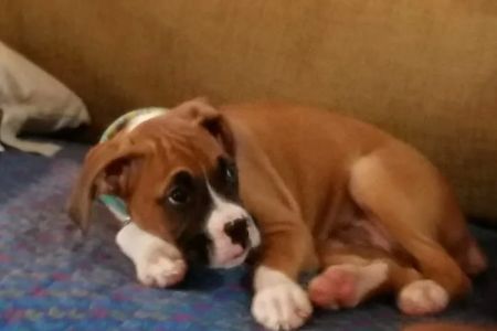 Obetz Animal Hospital: Gatens, John DVM