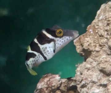 Blue Zoo Aquatics