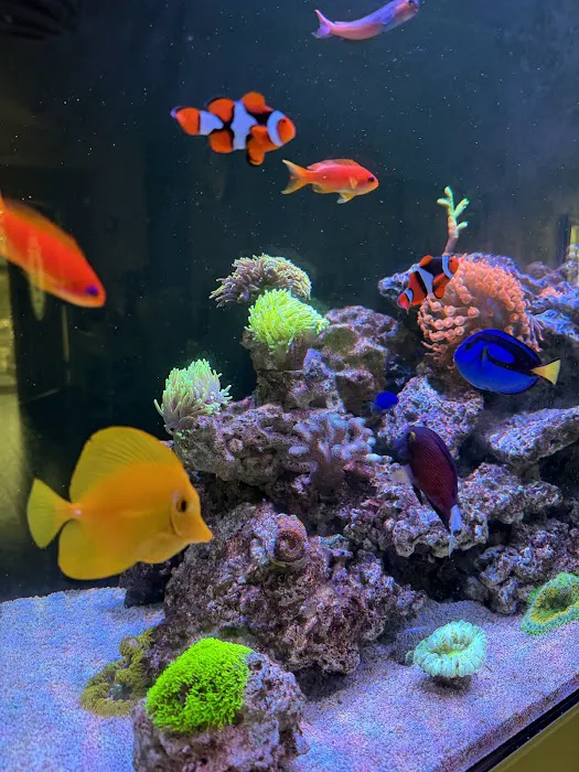 Coral Nerd | Saltwater Fish & Coral Store 3