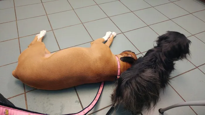 Obetz Animal Hospital 12